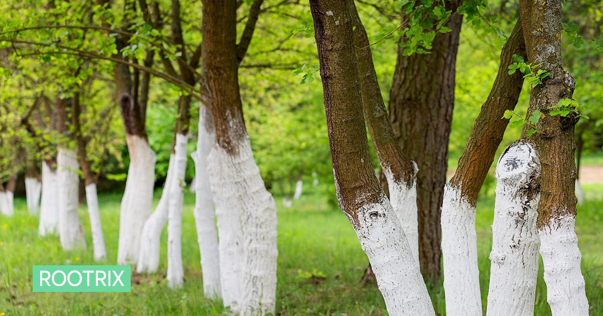 나무 밑동을 하얗게 칠하는 이유
