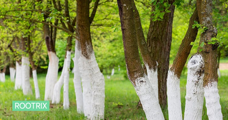 나무 밑동을 하얗게 칠하는 이유