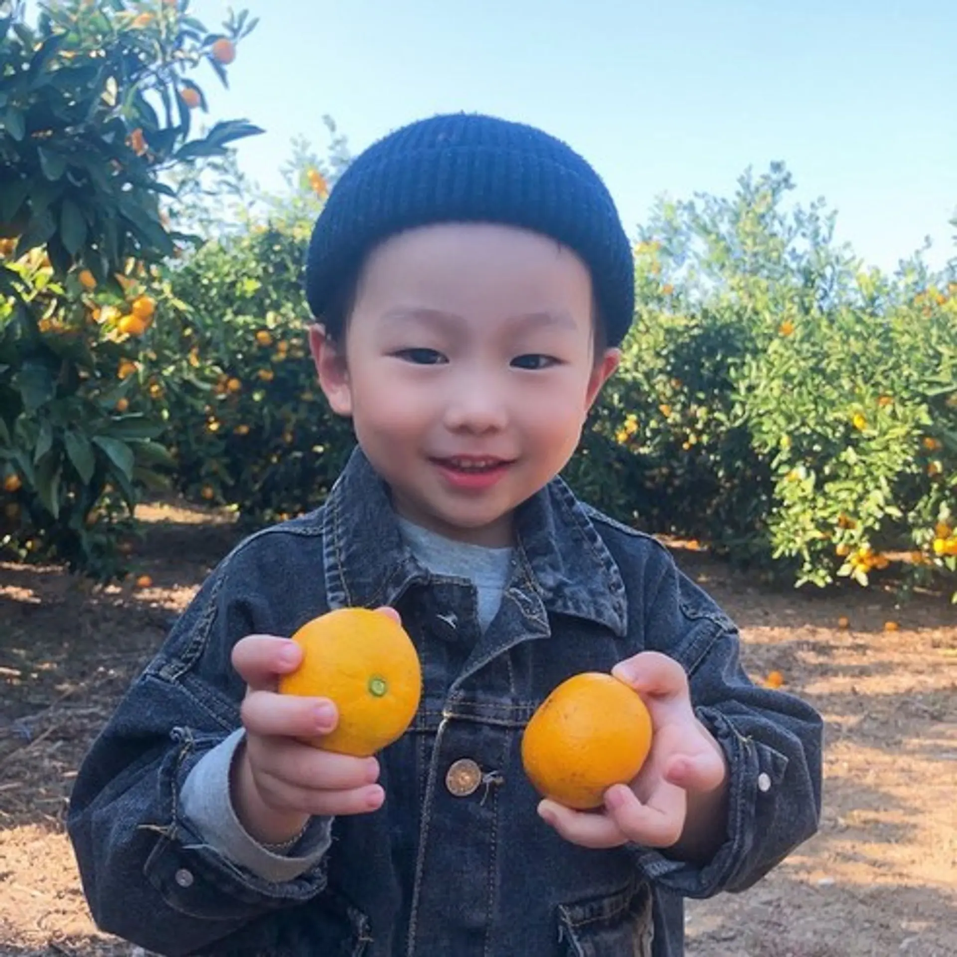 제주 무농약 감귤 햇살담아팜 무농약 제주 노지감귤 황금향 고당도 보장 관렴상품 및 후기모음