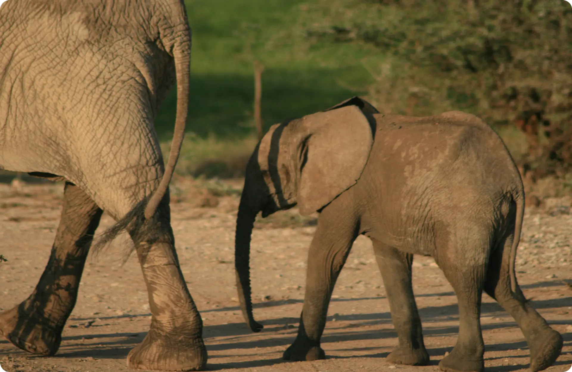 elephant following his mom