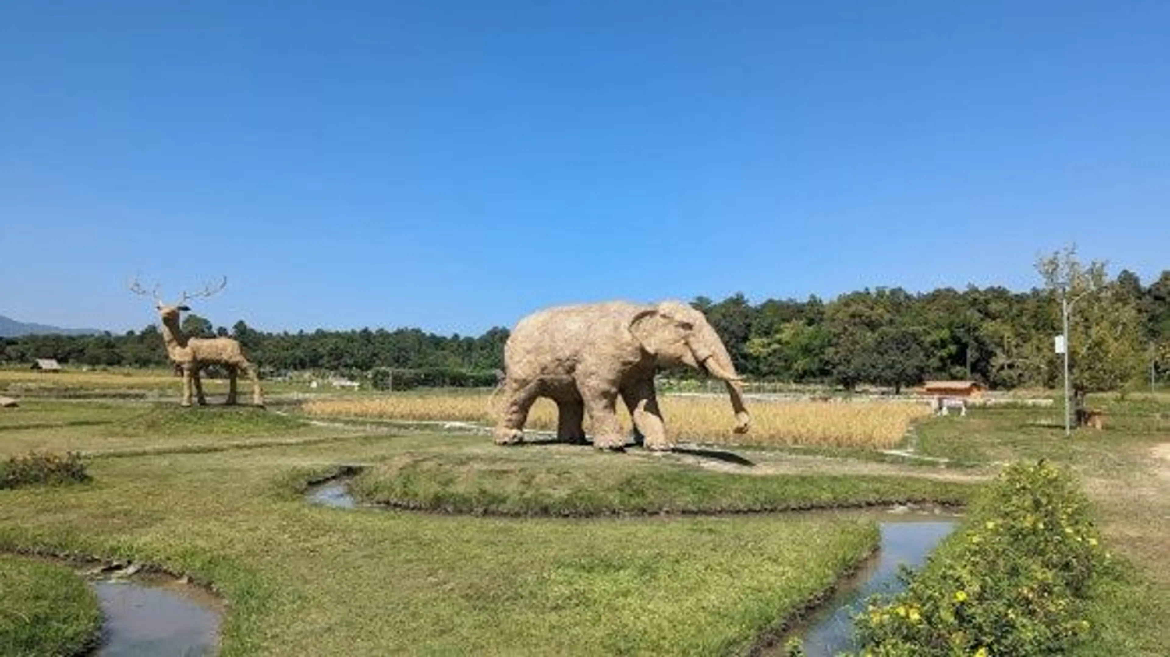 외롭게 서있는 코끼리입니다.