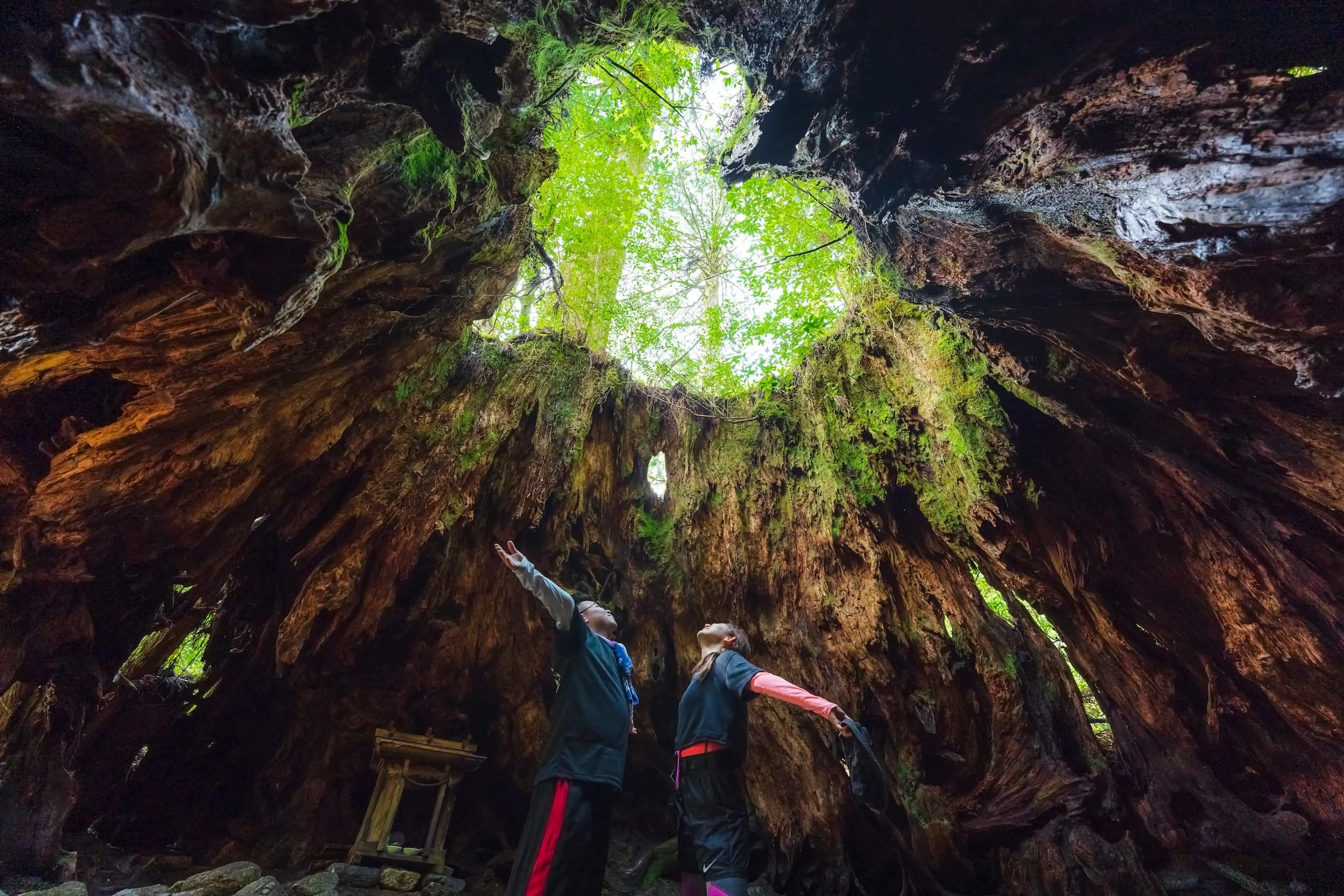 윌슨그루터기 내부에요 「©Soramido-Yakushima」