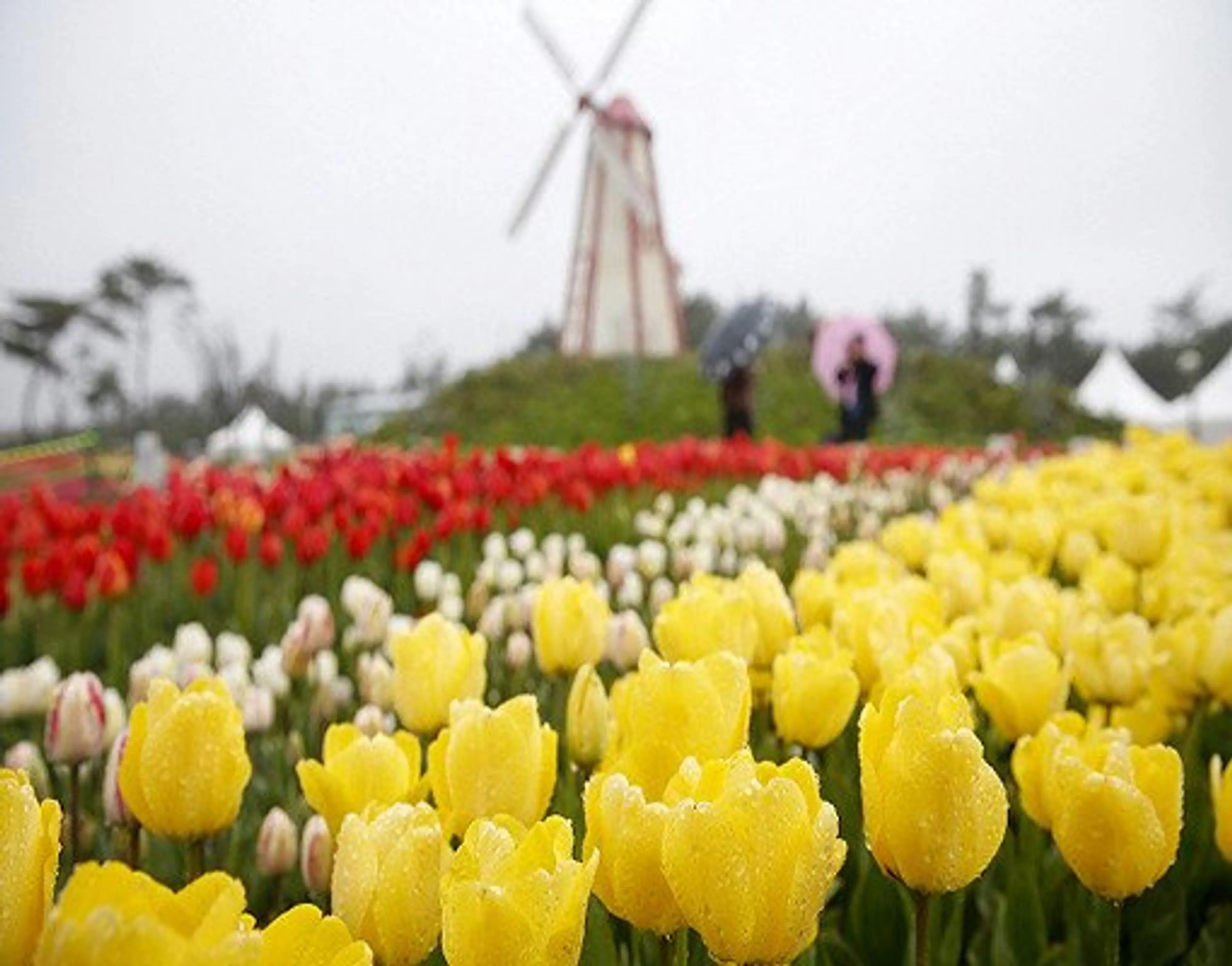 Taean Tulip Festival 
(태안튤립축제)